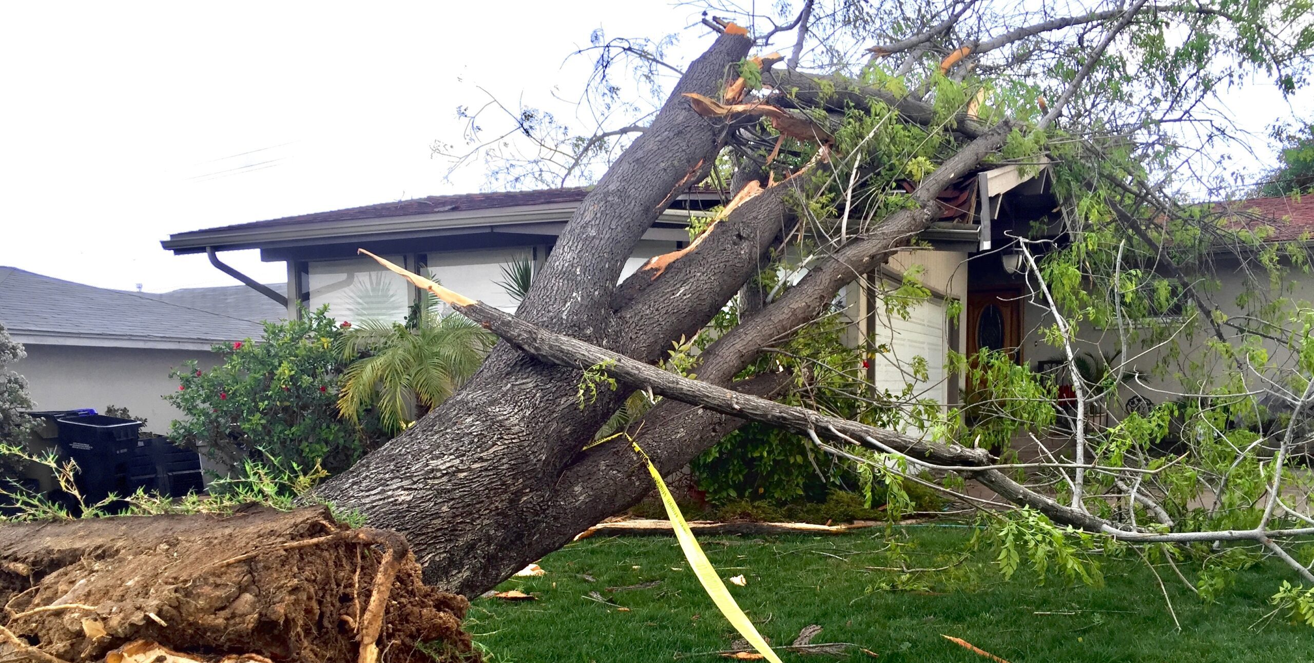 natural disasters effect on property a tree falls 2025 03 09 12 46 05 utc scaled e1743129078402